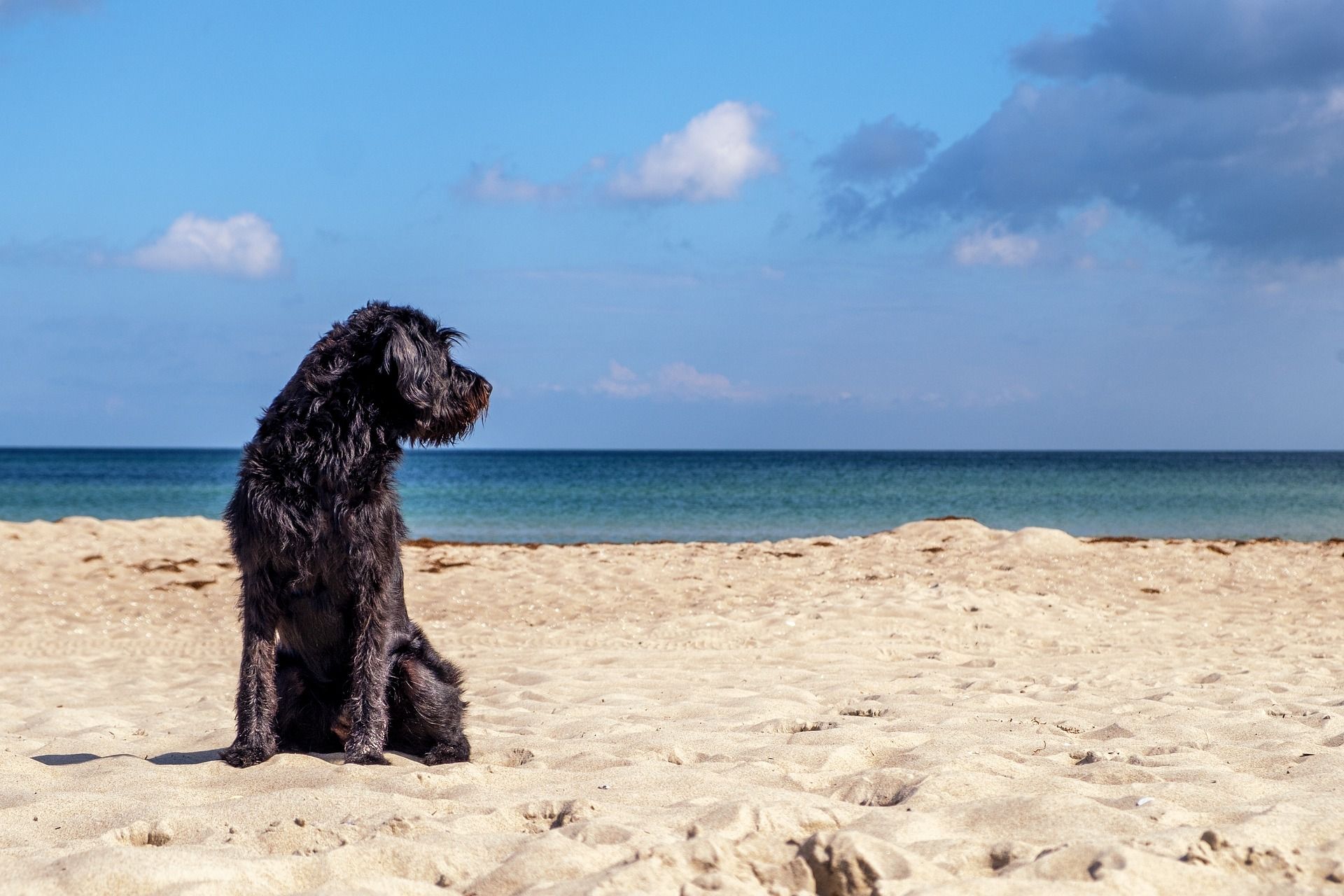 Vacanze con animali: consigli per partire insieme