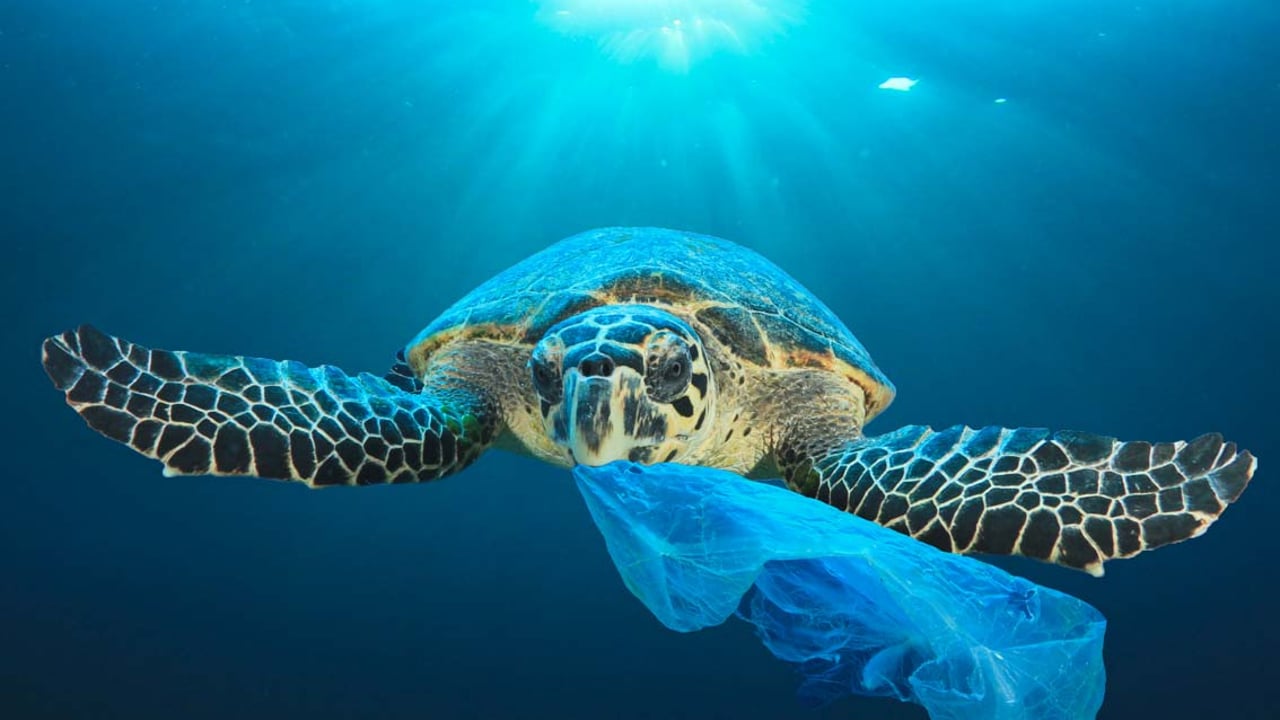 Proteggere il mare dalla plastica: consigli utili