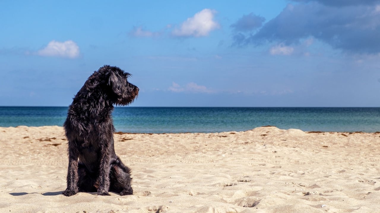 Vacanze con animali: consigli per partire insieme