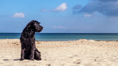 Vacanze con animali: consigli per partire insieme