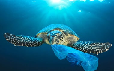 Proteggere il mare dalla plastica: consigli utili
