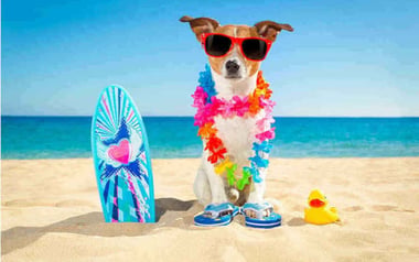 Vacanze pet friendly: le migliori destinazioni