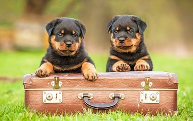 Vacanze pet friendly: cosa sapere prima di partire