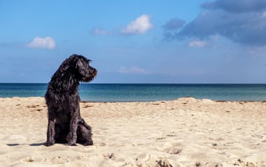 Vacanze con animali: consigli per partire insieme