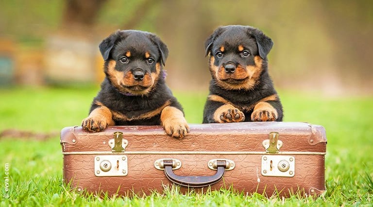 Vacanze pet friendly: cosa sapere prima di partire