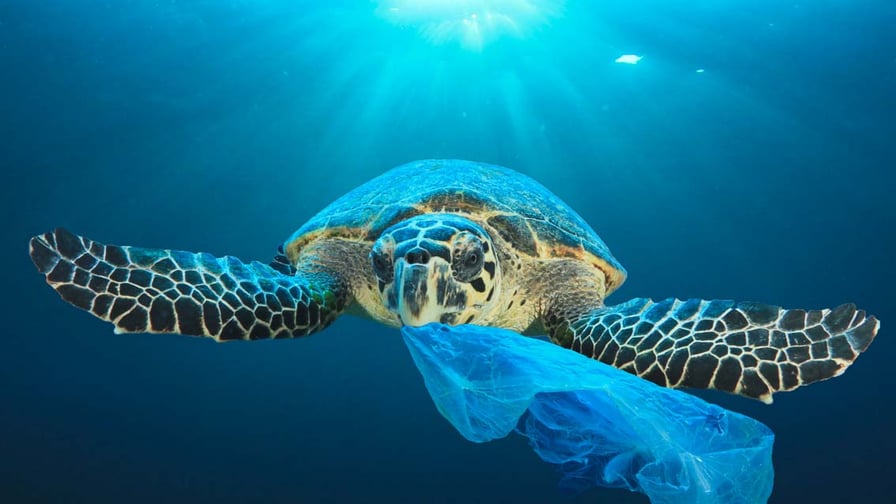 Proteggere il mare dalla plastica: consigli utili