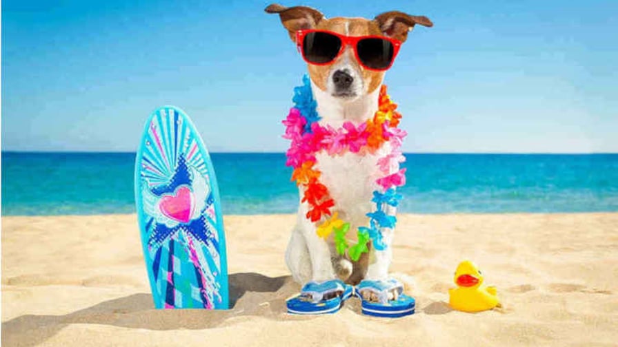 Vacanze pet friendly: le migliori destinazioni