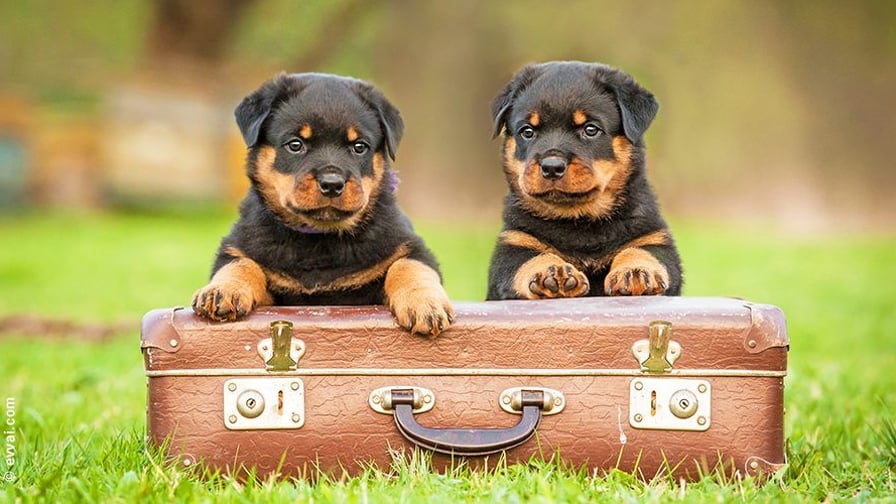 Vacanze pet friendly: cosa sapere prima di partire